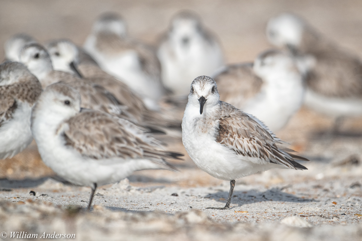 Sanderling2.jpg