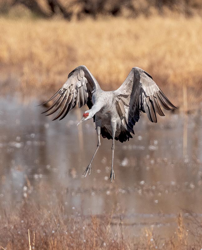 Sandhill Crane  1  Whitewater Draw 850_857111142020.jpg