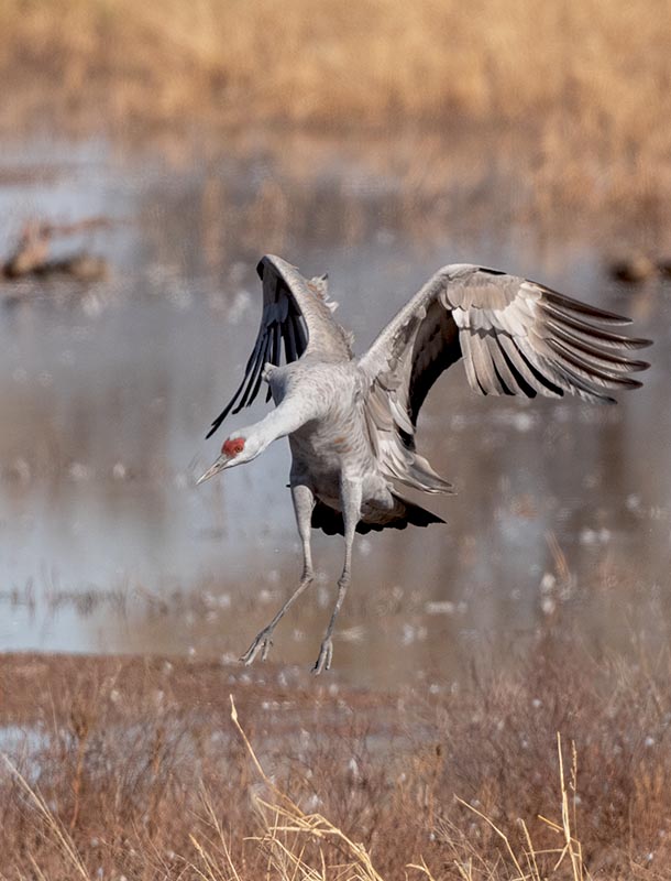 Sandhill Crane 2   Whitewater Draw 850_857211142020.jpg