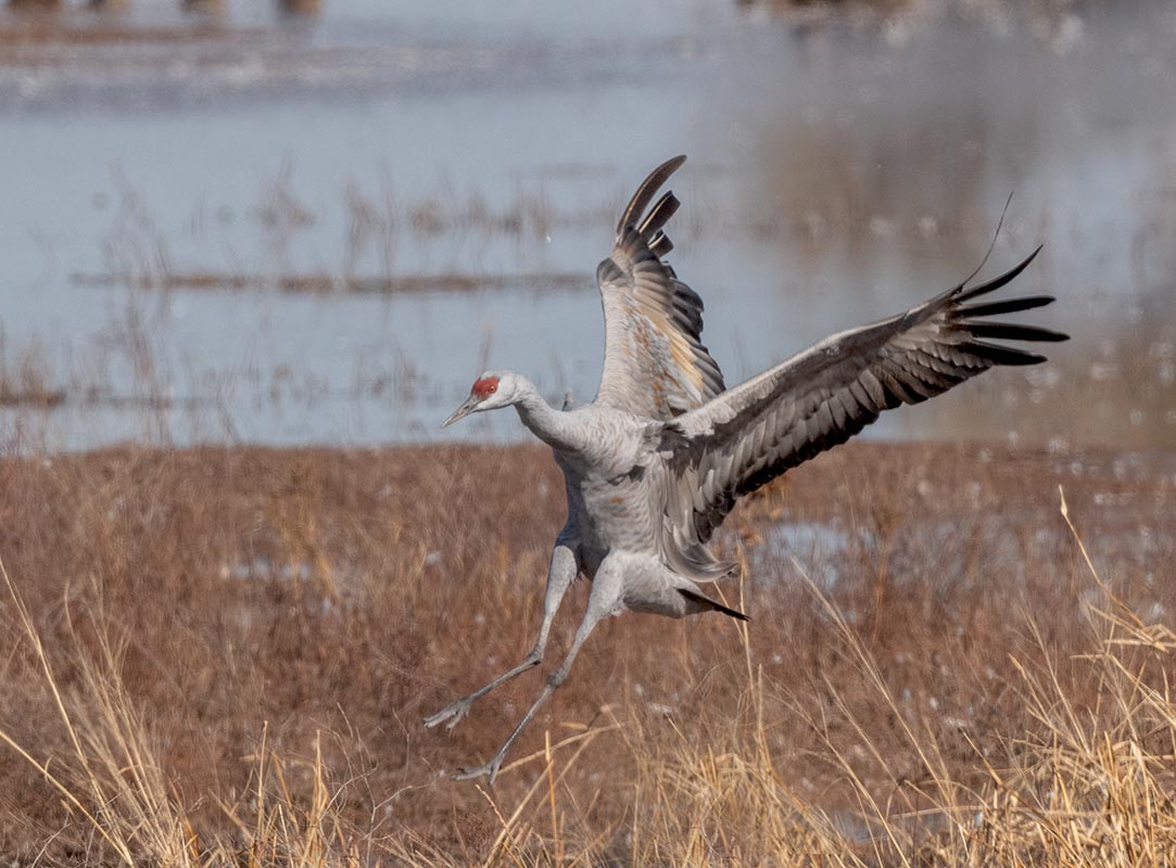 Sandhill Crane    3Whitewater Draw 850_857311142020.jpg