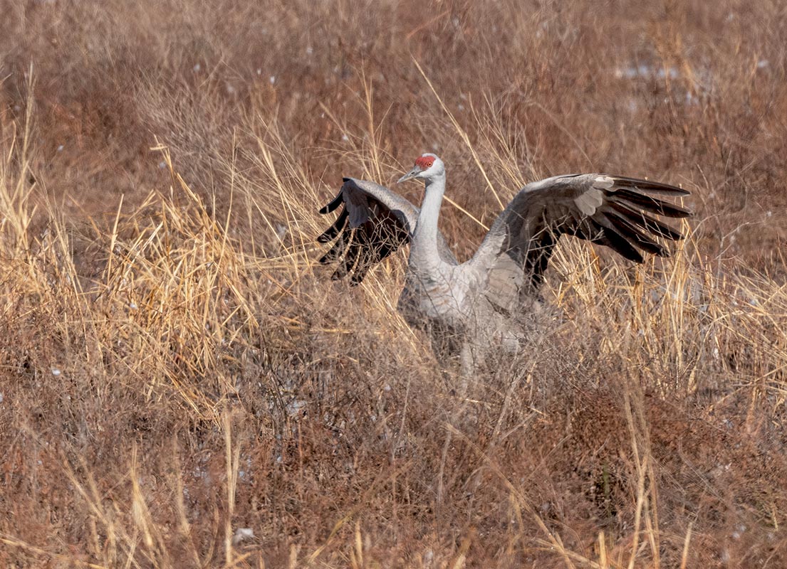 Sandhill Crane  4  Whitewater Draw 850_857511142020.jpg