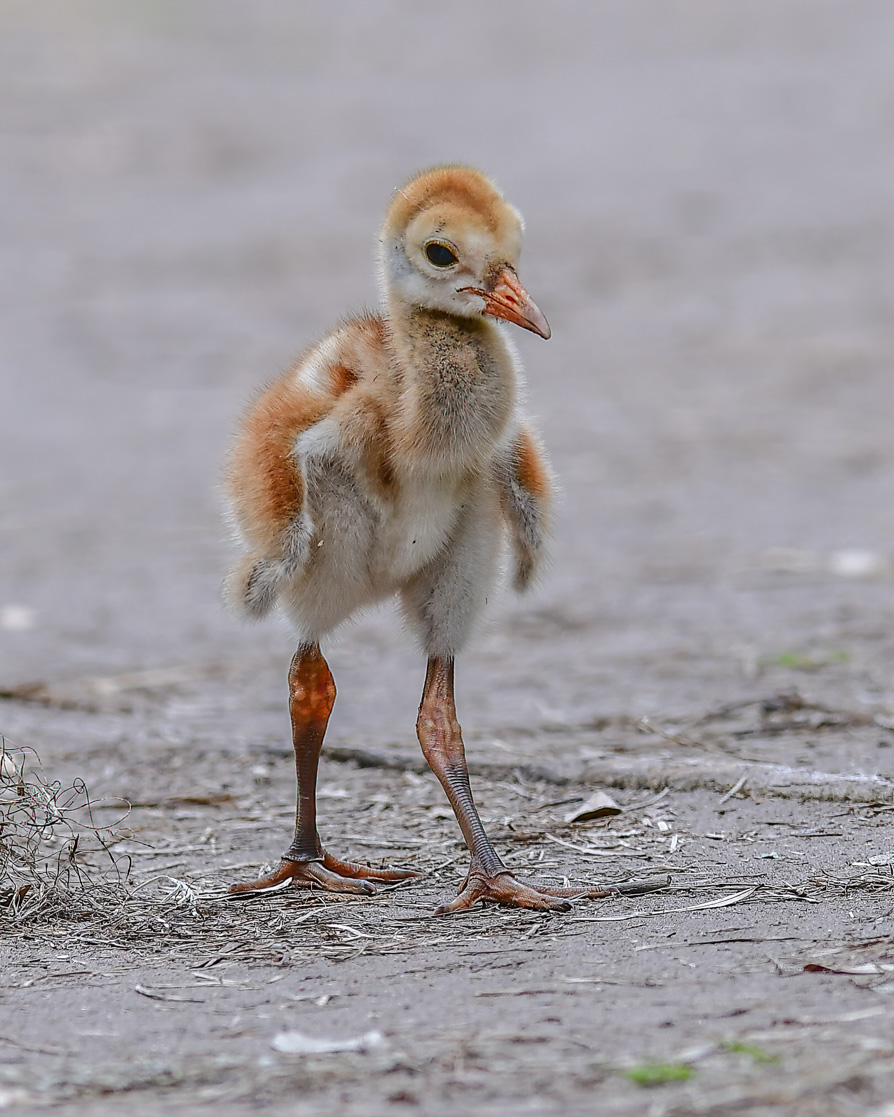 Sandhill Crane Colt-101.jpg