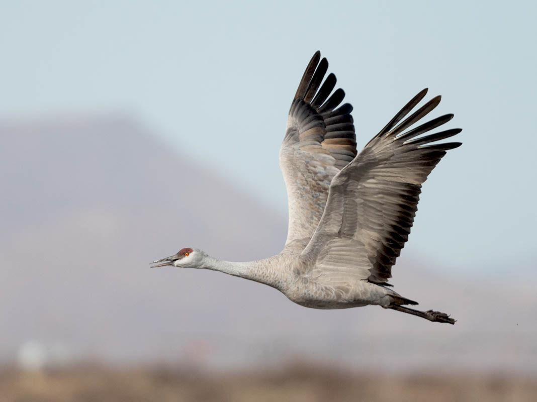 Sandhill Crane DSC_1718.jpg