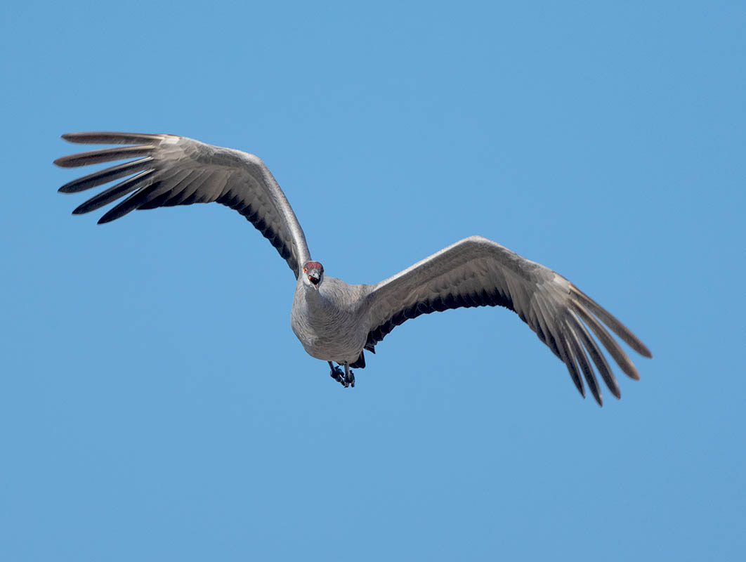 Sandhill Crane DSC_1752 copy.jpg