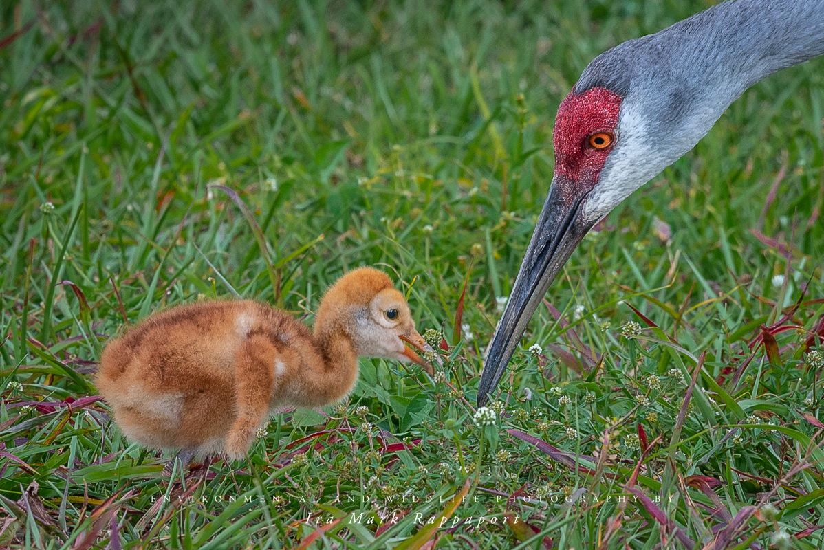 Sandhill Crane.jpg