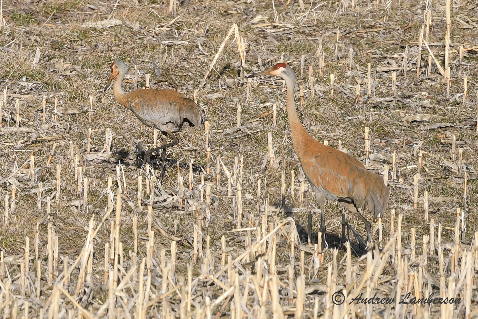 Sandhill Crane Pair-5323.jpg