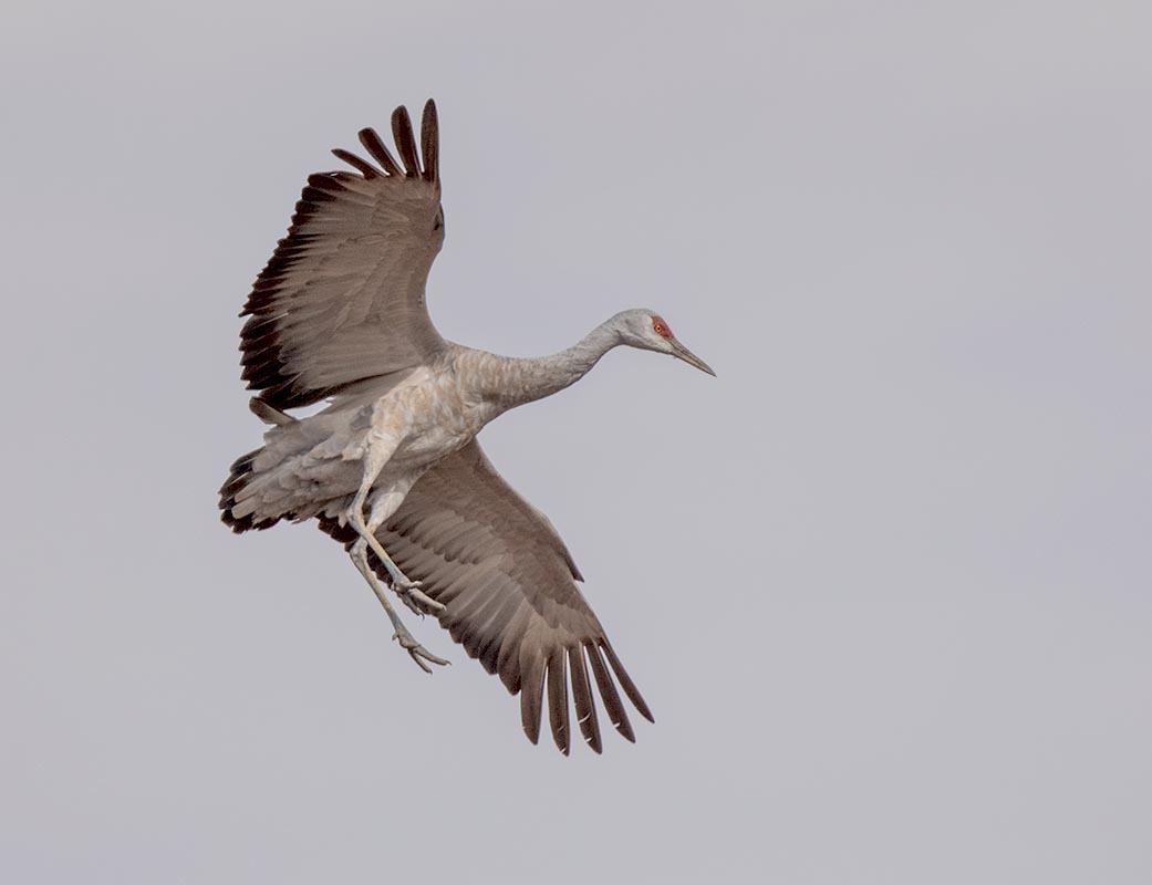 Sandhill Crane    Whitewater  850_647411082020.jpg