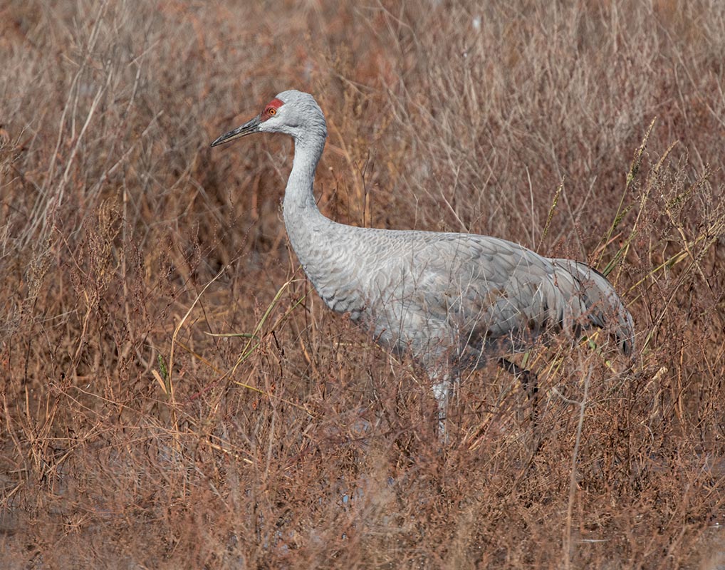 Sandhill Crane       Whitewater Draw  850_478110282020-2.jpg