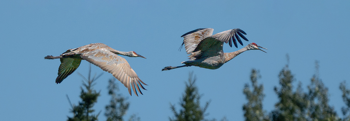 Sandhill Duo  flight nice BG 6105.jpg