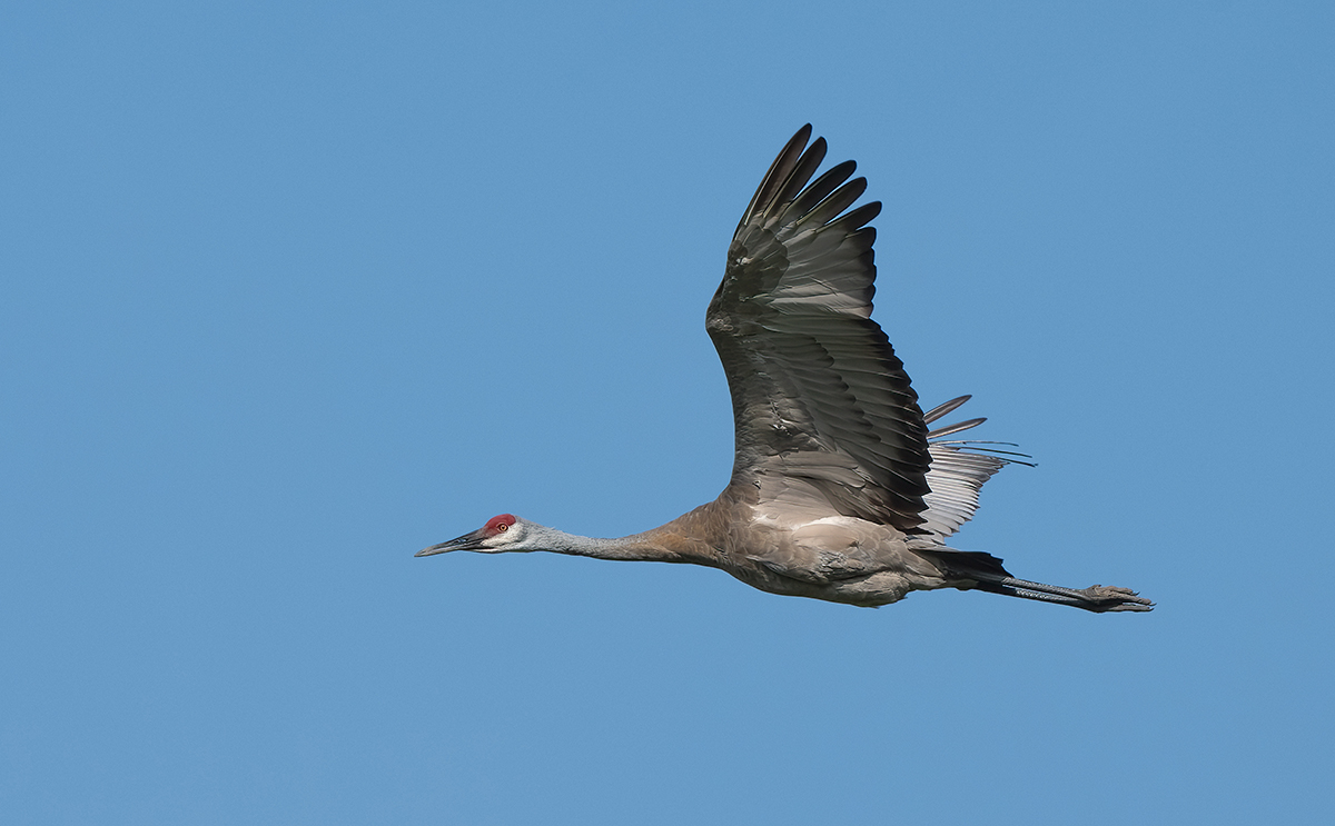 Sandhill in flight flaps up 4921.jpg