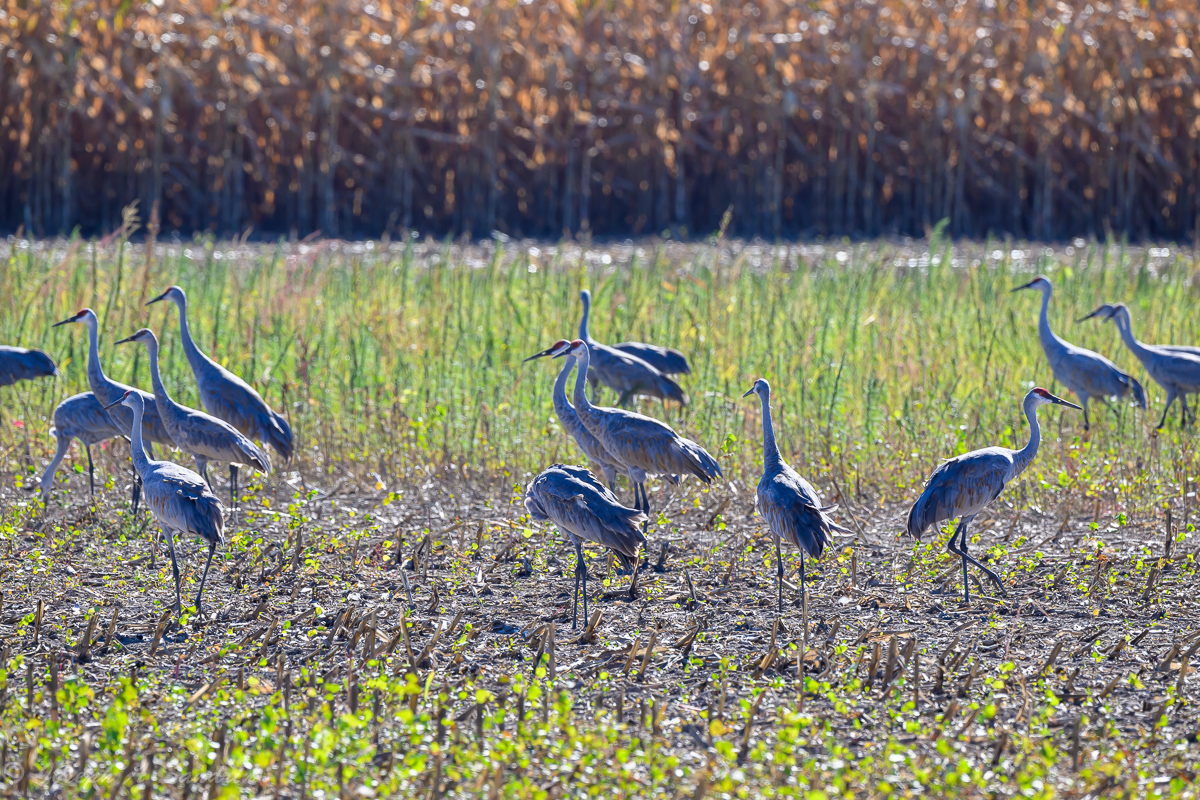 SandhillsHNWR_01.jpg