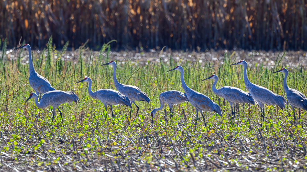 SandhillsHNWR_02.jpg