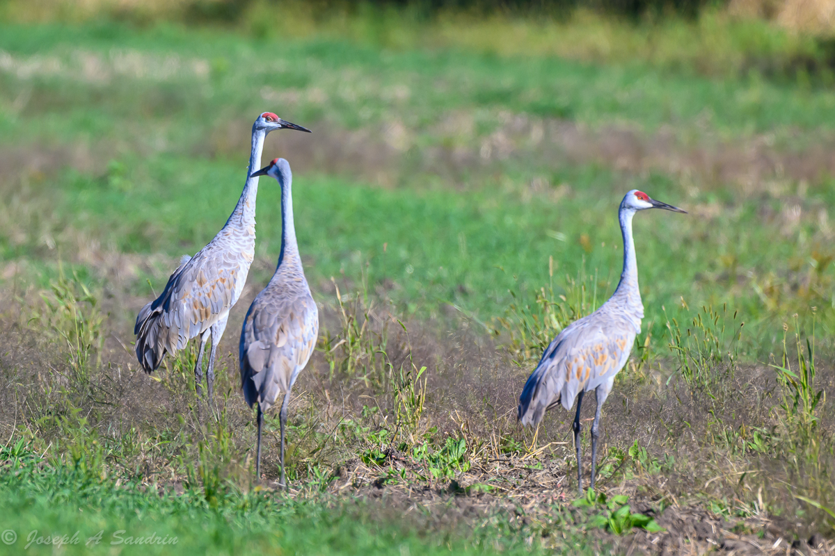 SandhillsHNWR_04.jpg