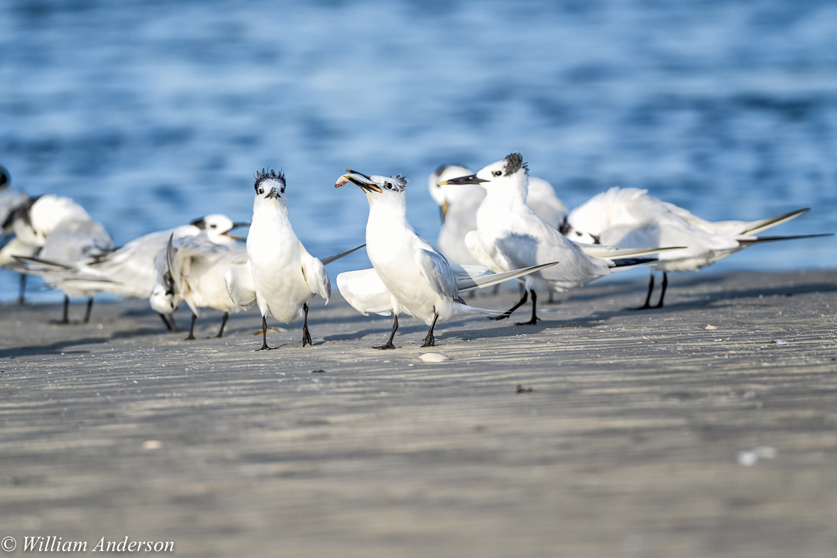 Sandwich Terns.jpg