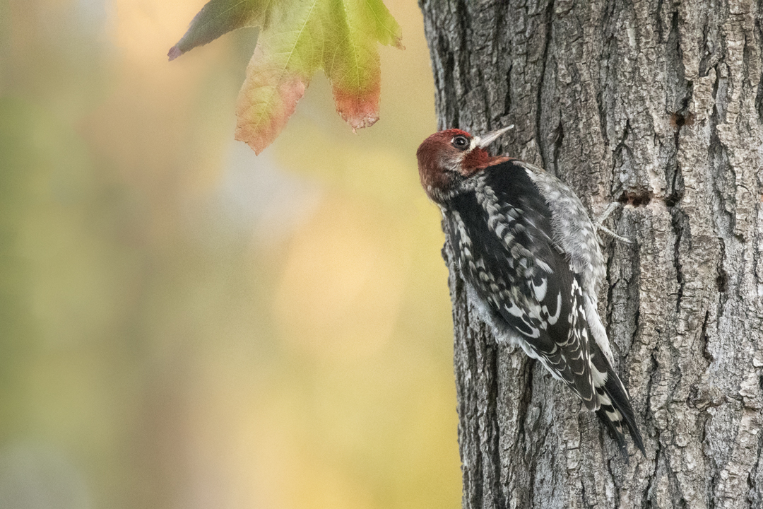 sapsucker 502_6200 201911 720.jpg