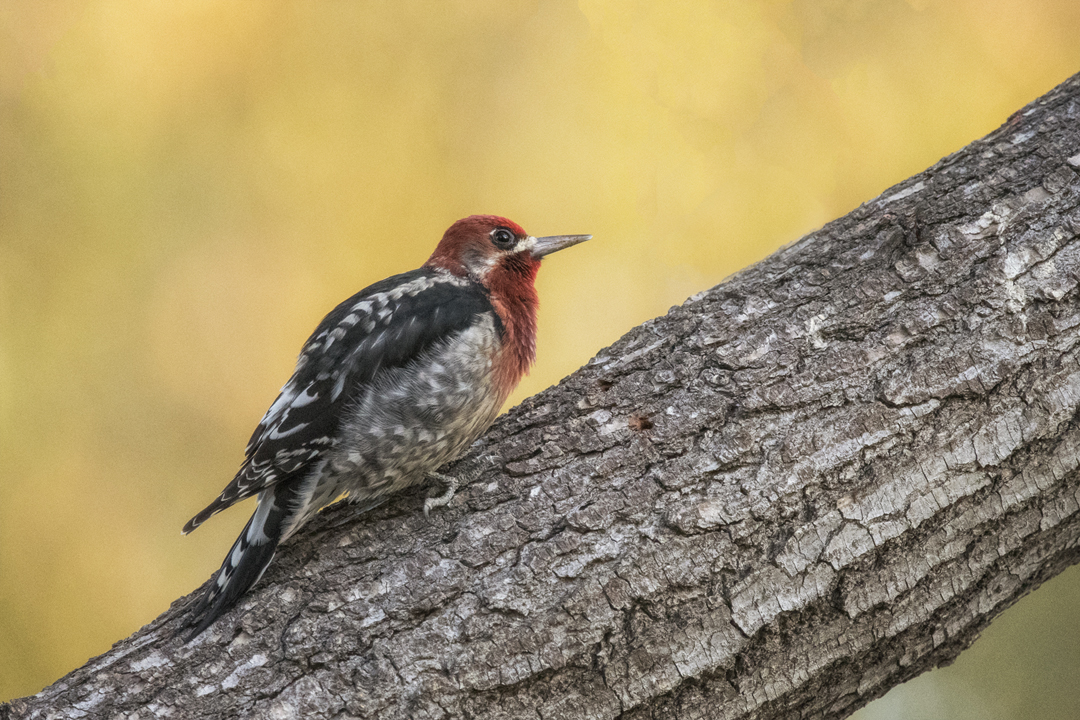 sapsucker 502_6614 201911 720.jpg