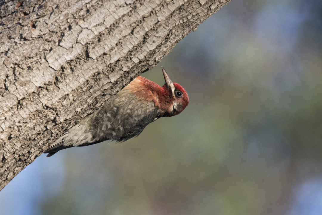 sapsucker 502_6809 201911 720.jpg