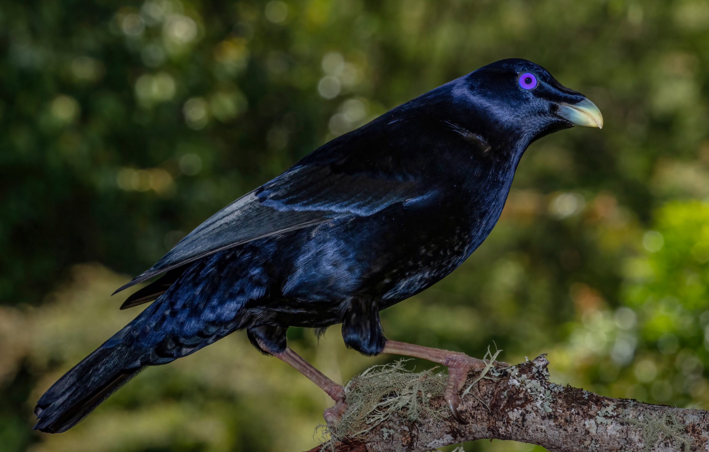 Satin bowerbird male PP14- resize.jpg