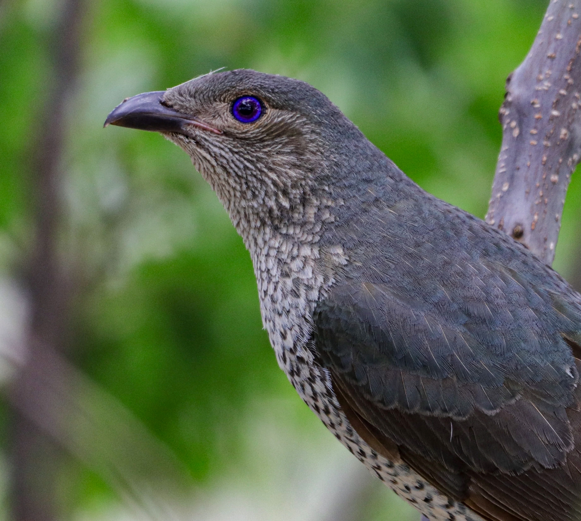 Satin bowerbird on change PP1- resize.jpg