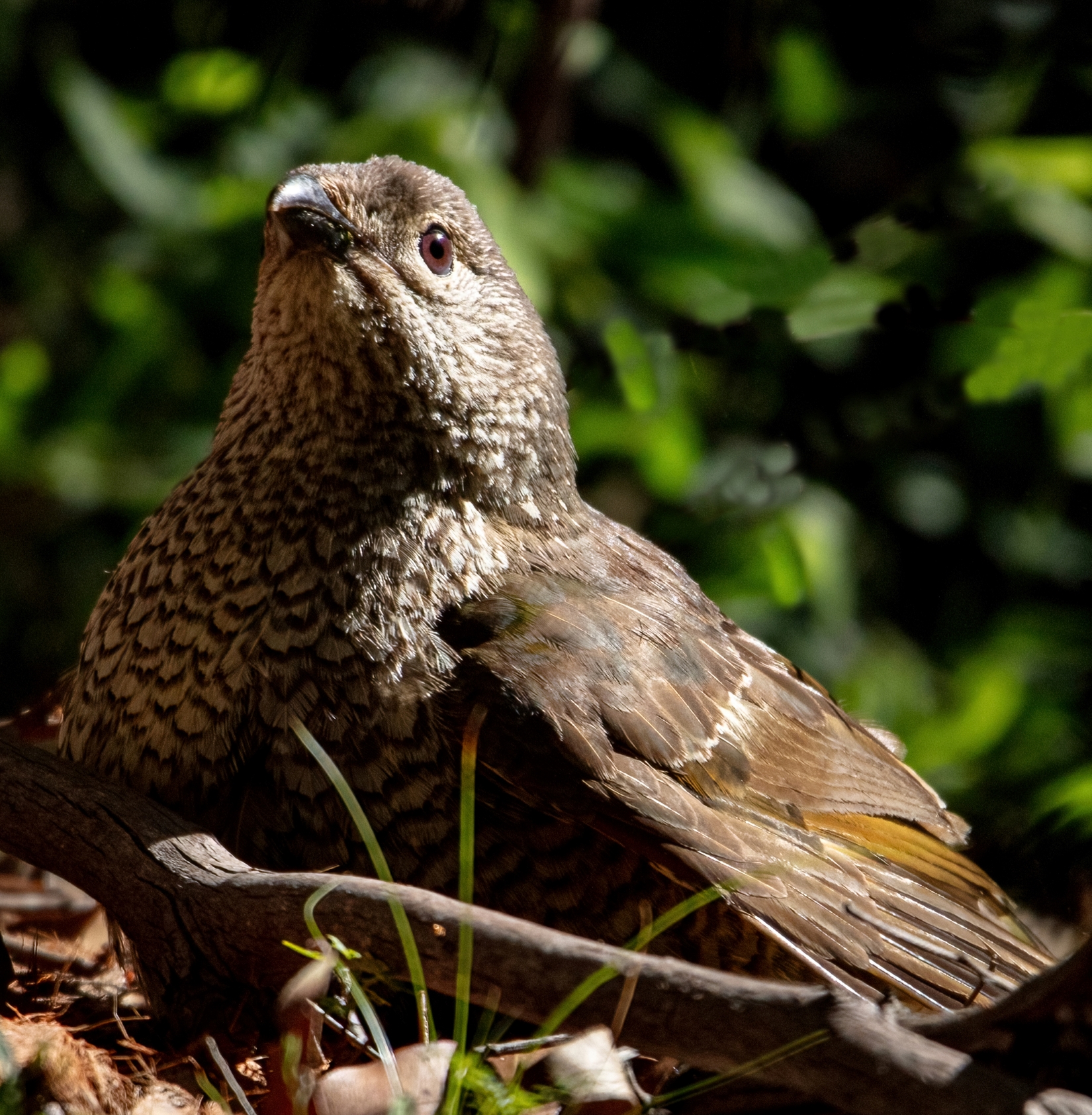 Satin bowerbird PP3- resize.jpg