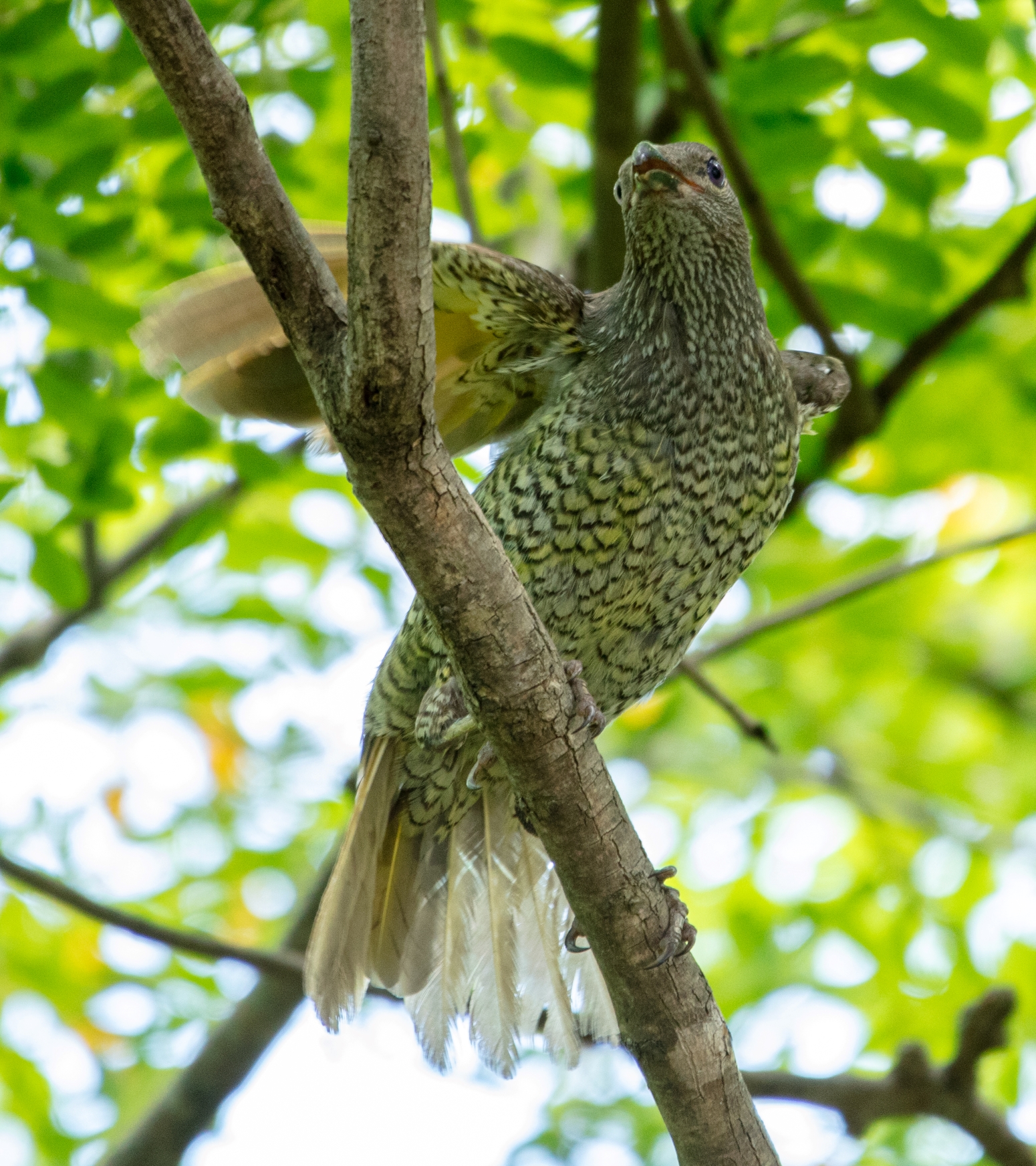 Satin bowerbird PP5-6176 resize.jpg