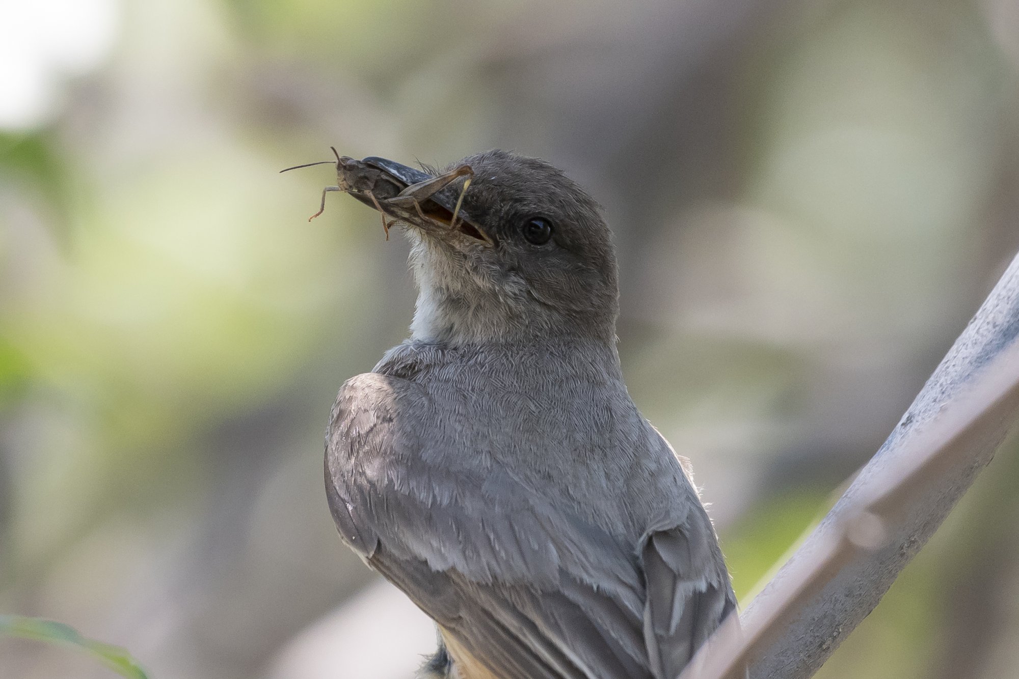 Say's Phoebe with Grasshopper.jpg