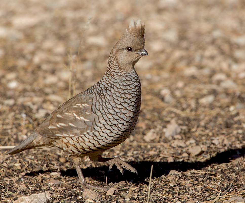 Scaled Quail  Roy Butts property 01142014IMG_2831.jpg