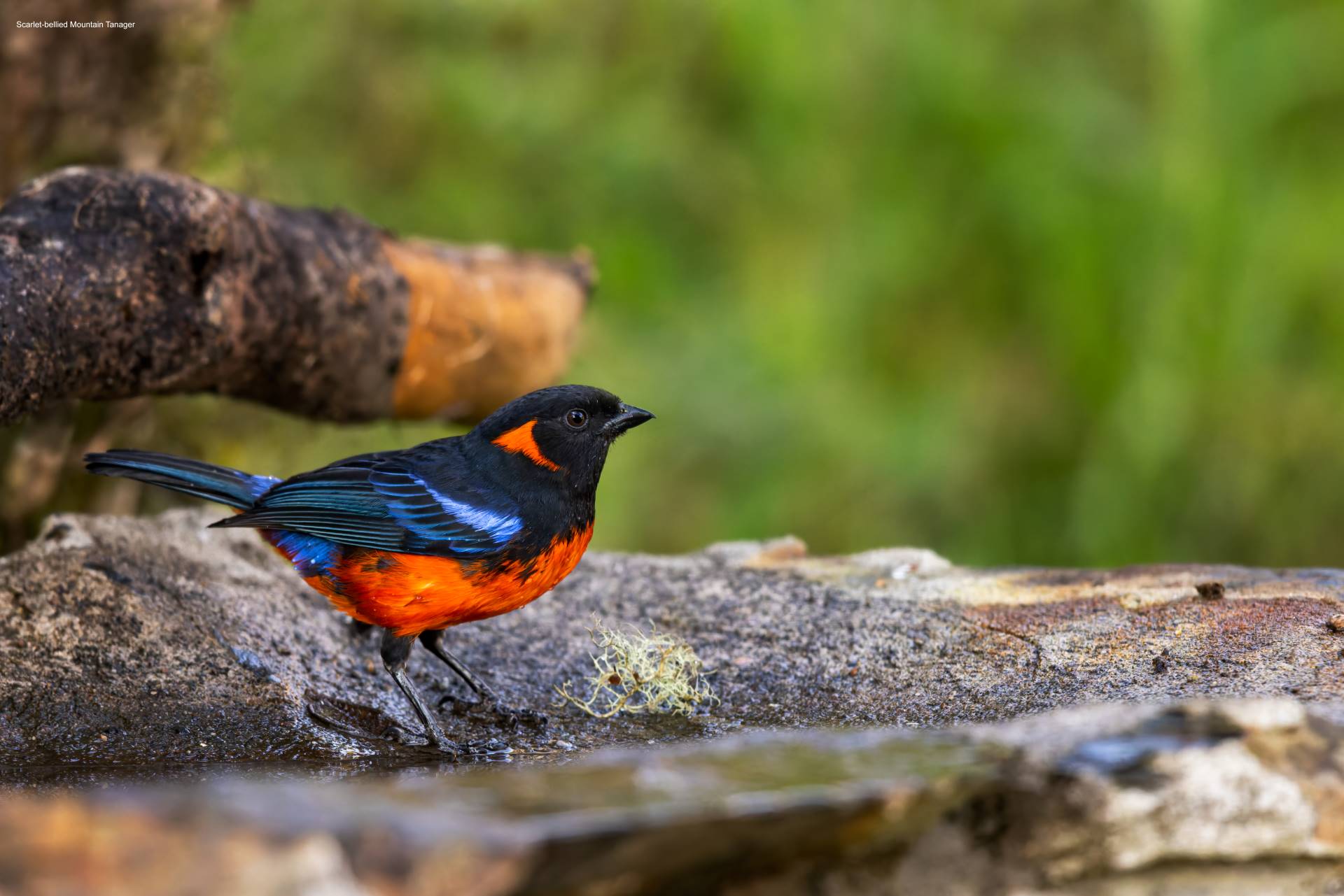 Scarlet-bellied-Mountain-Tanager-Wayqecha-3.jpg