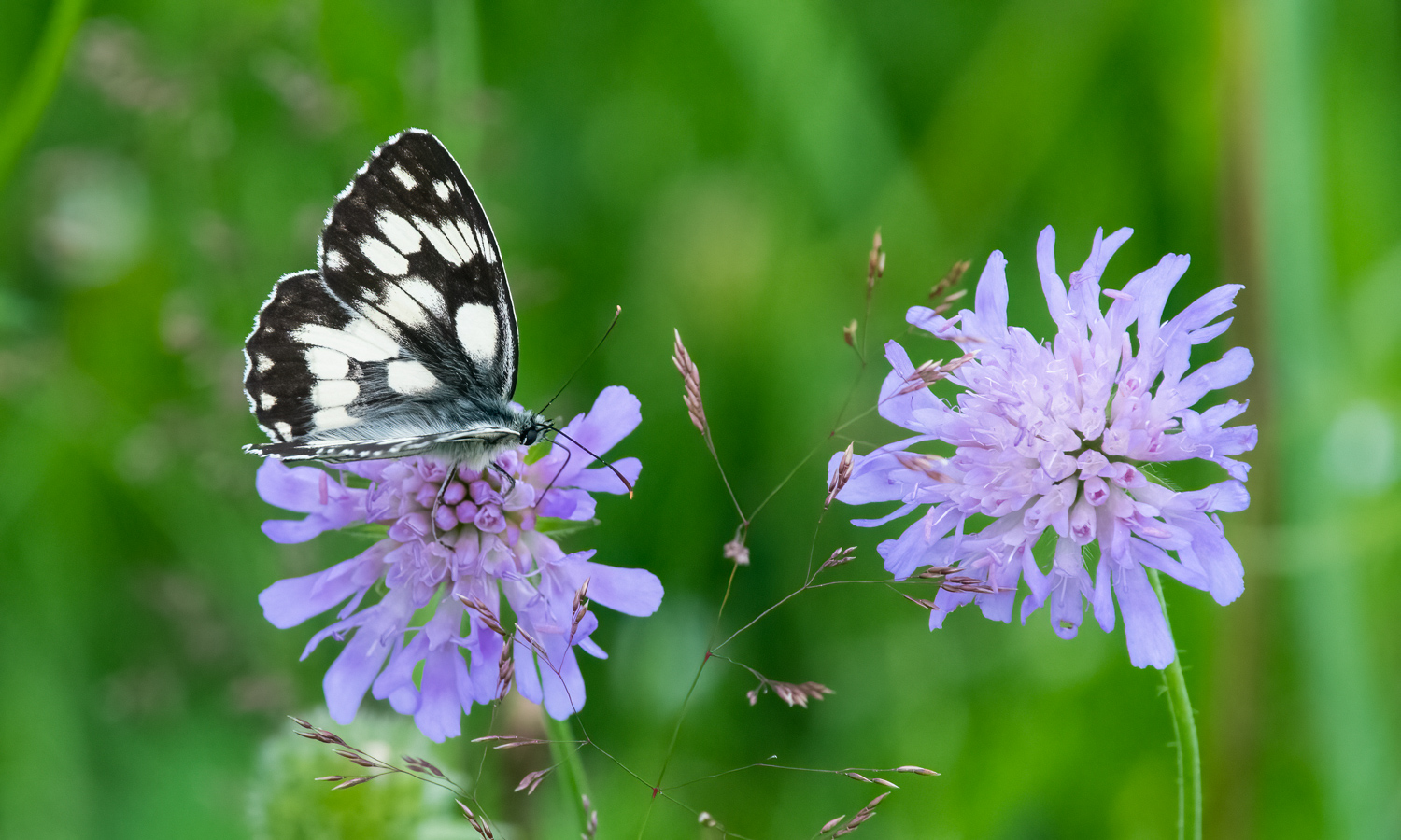 SchachbrettSchmetterling-.jpg