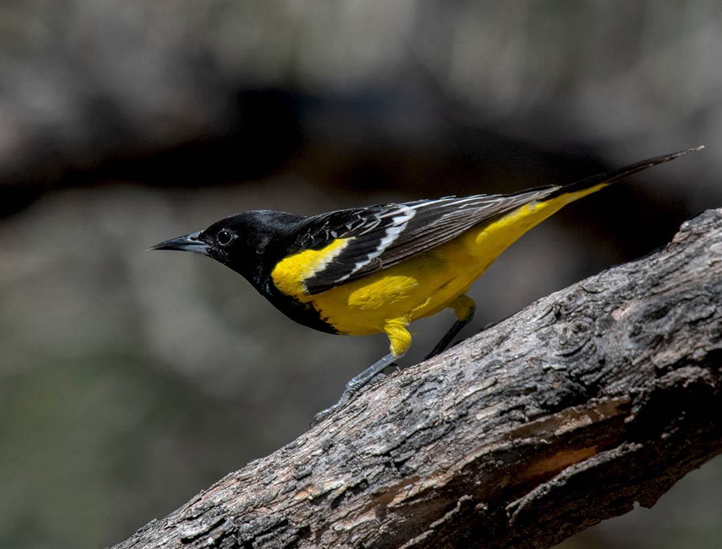 Scostts Oriole  Mary Jos  850_516703292021.jpg