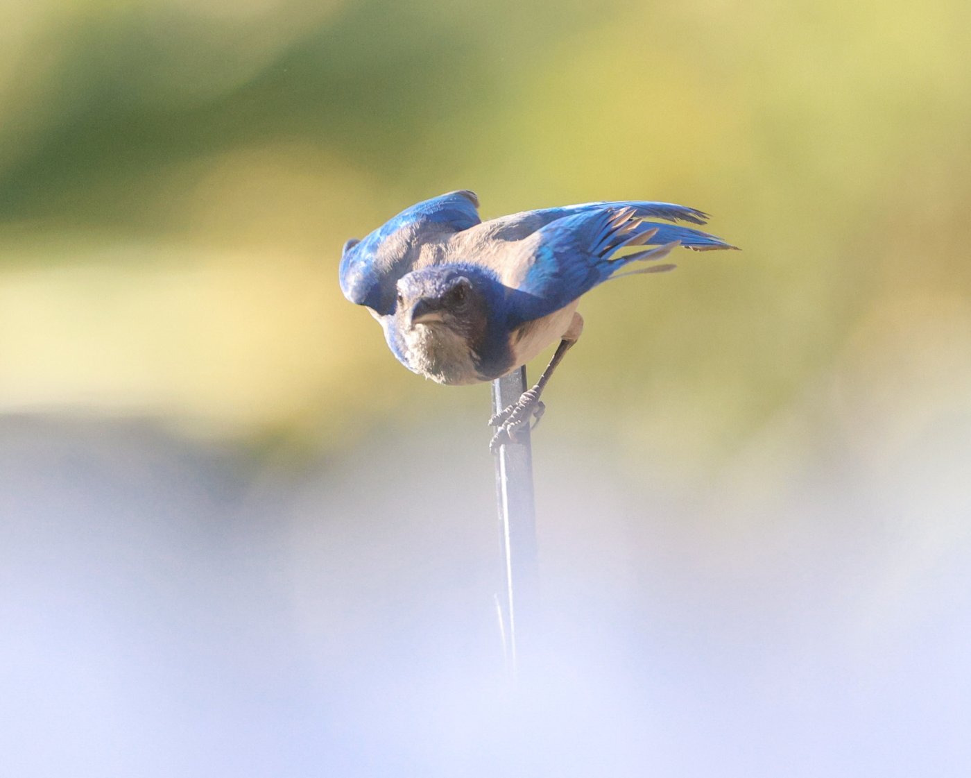 scrubjayflight-7.jpg