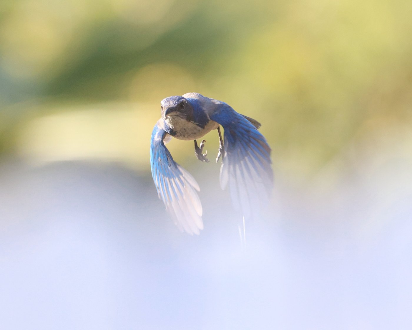 scrubjayflight-8.jpg