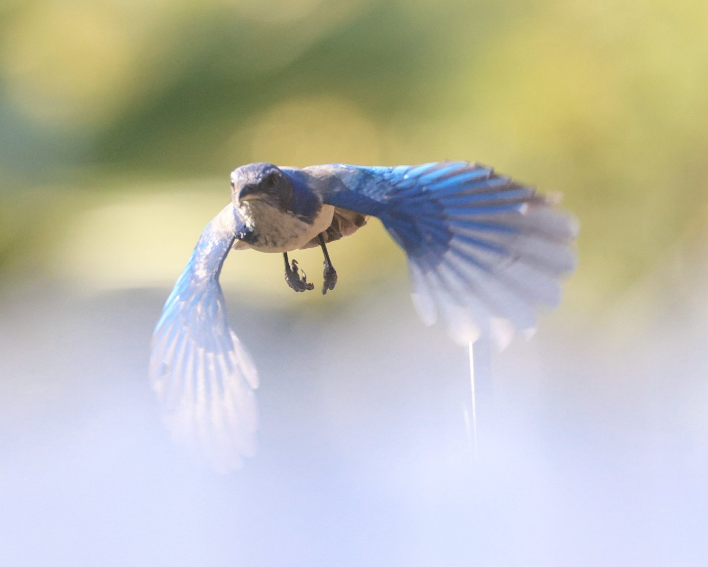 scrubjayflight-9.jpg