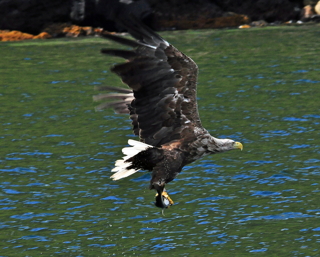 sea eagle.jpg