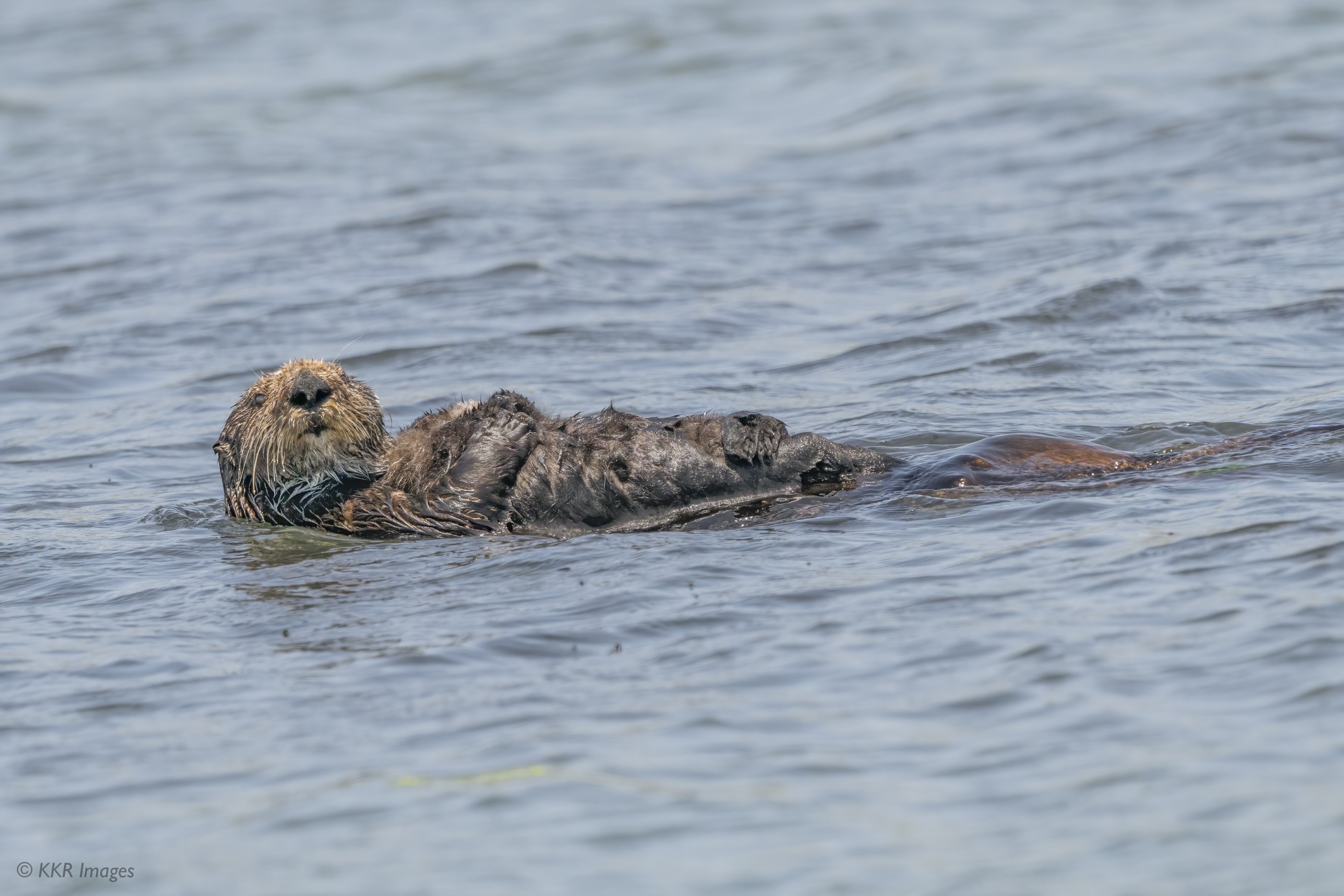 Sea Otter floating by copy.jpg