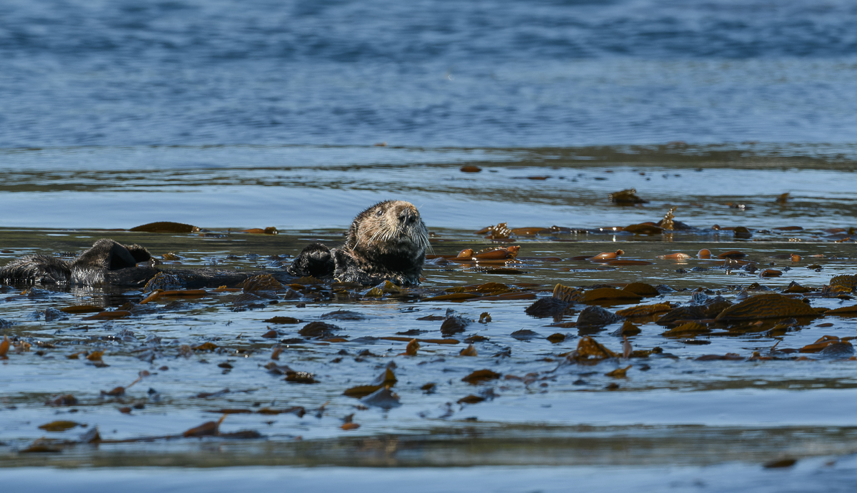 Sea Otter_small-1.jpg