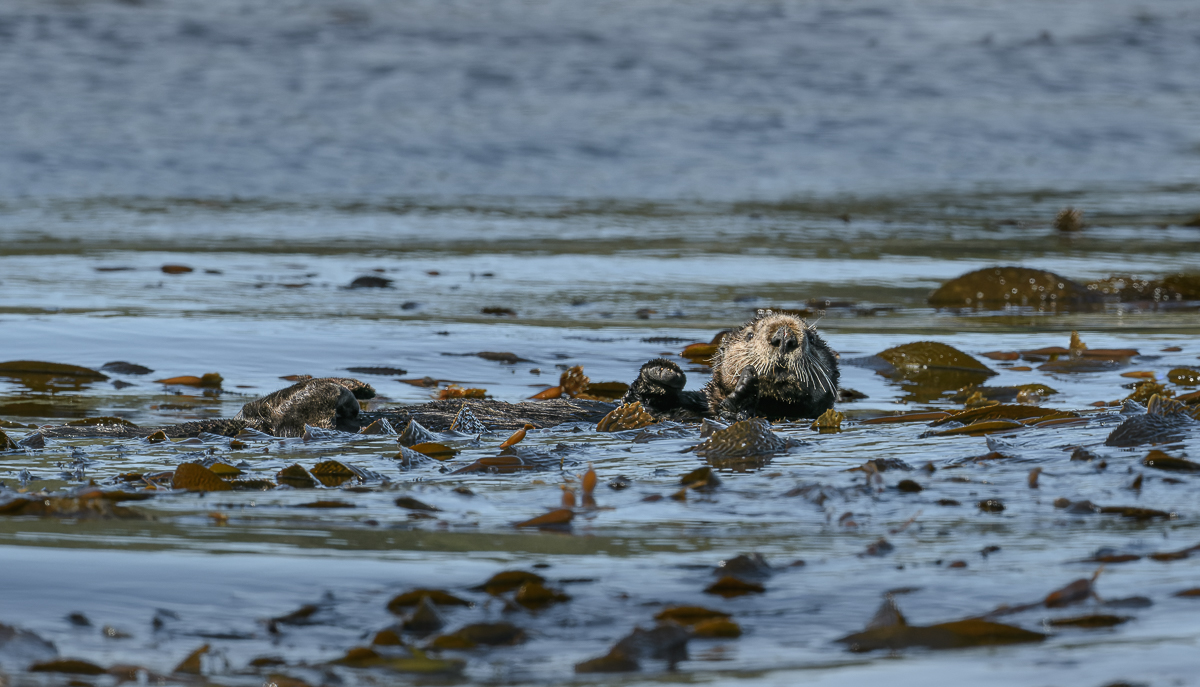 Sea Otter_small-2.jpg