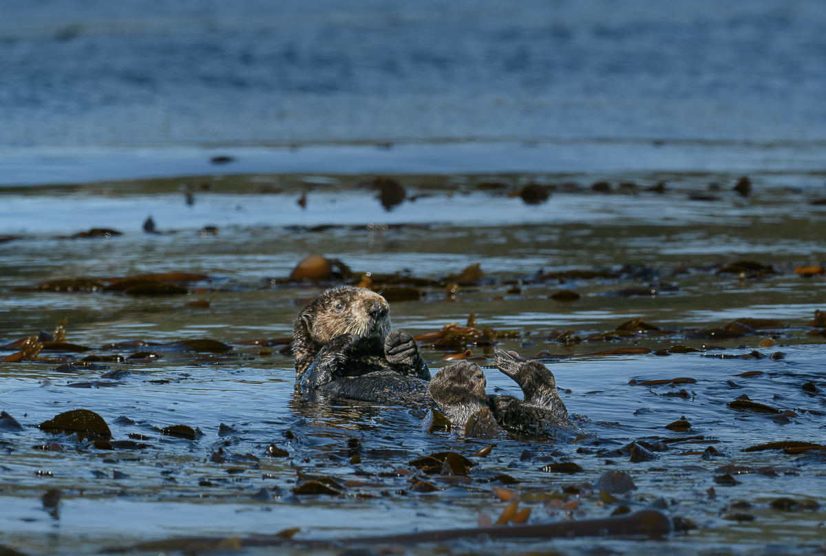 Sea Otter_small-3.jpg