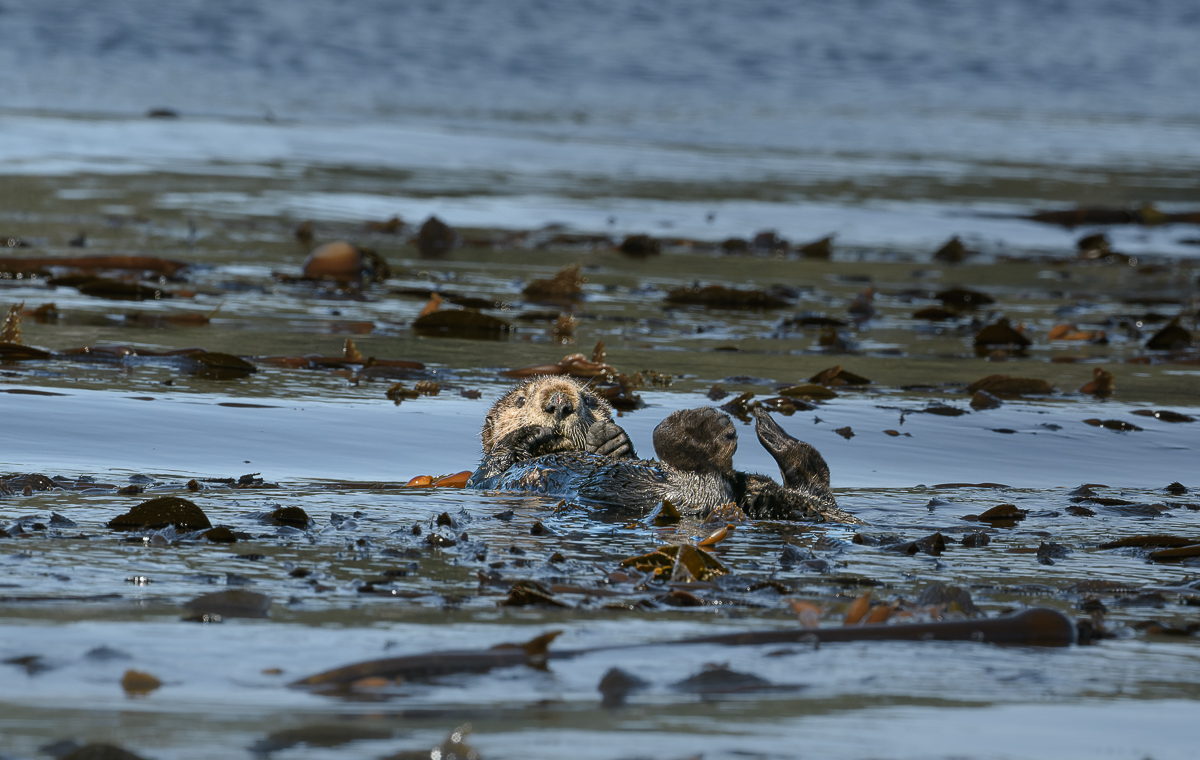 Sea Otter_small-5.jpg