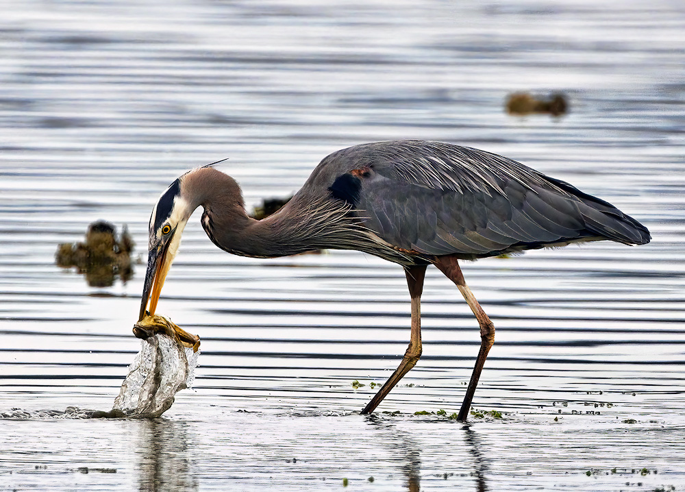 Seabeck_Heron_1931_1000p.jpg