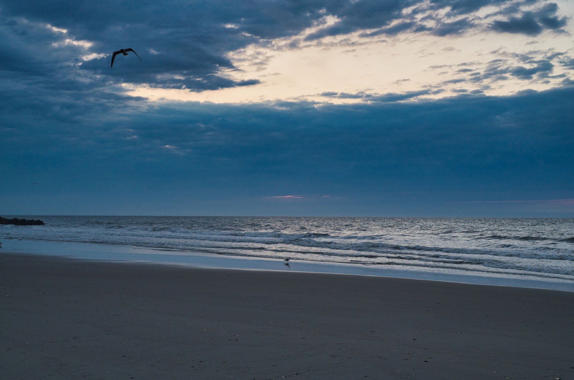 seagull sunrise.jpg