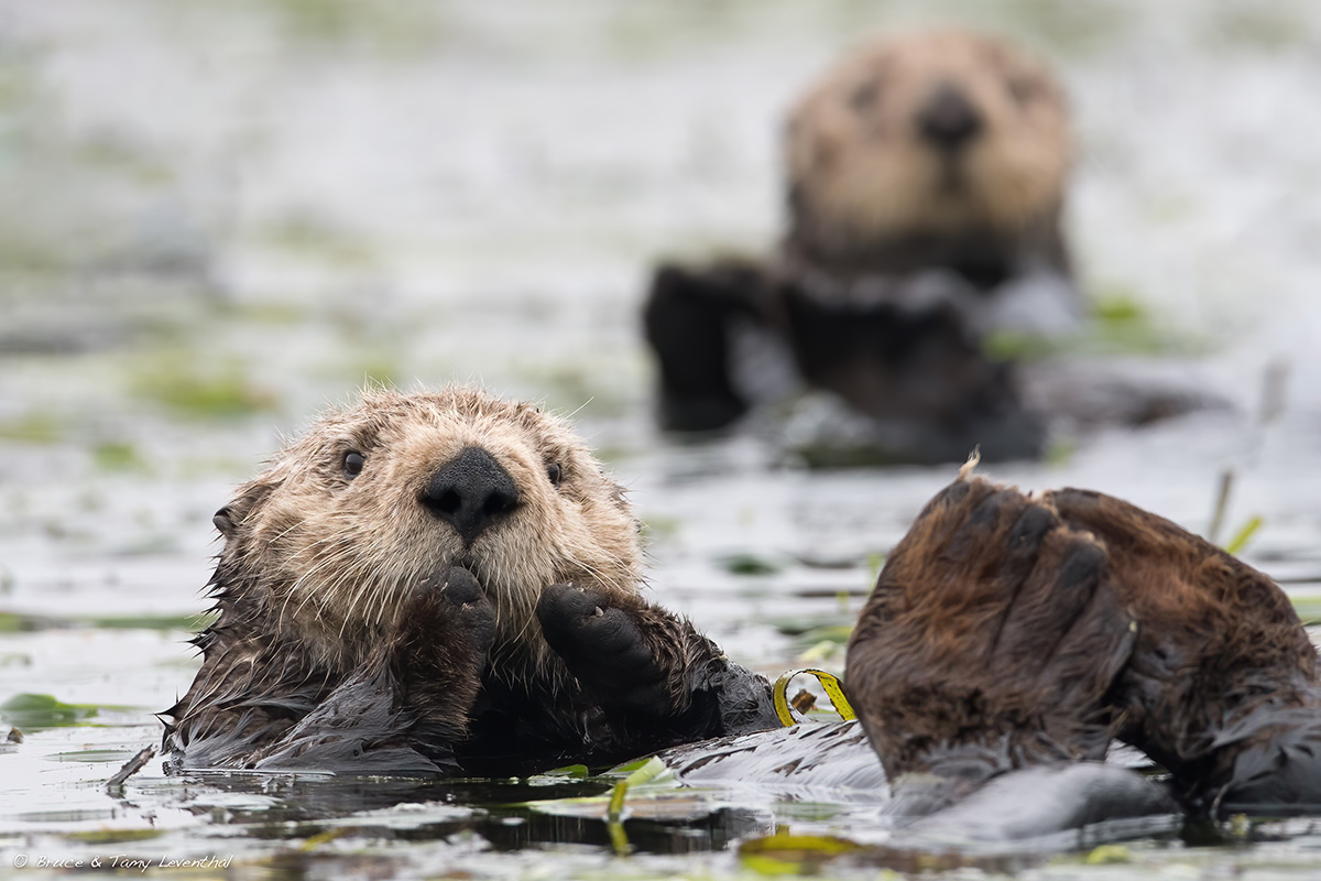 SeaOtter_BJL6033-Edit copy.jpg