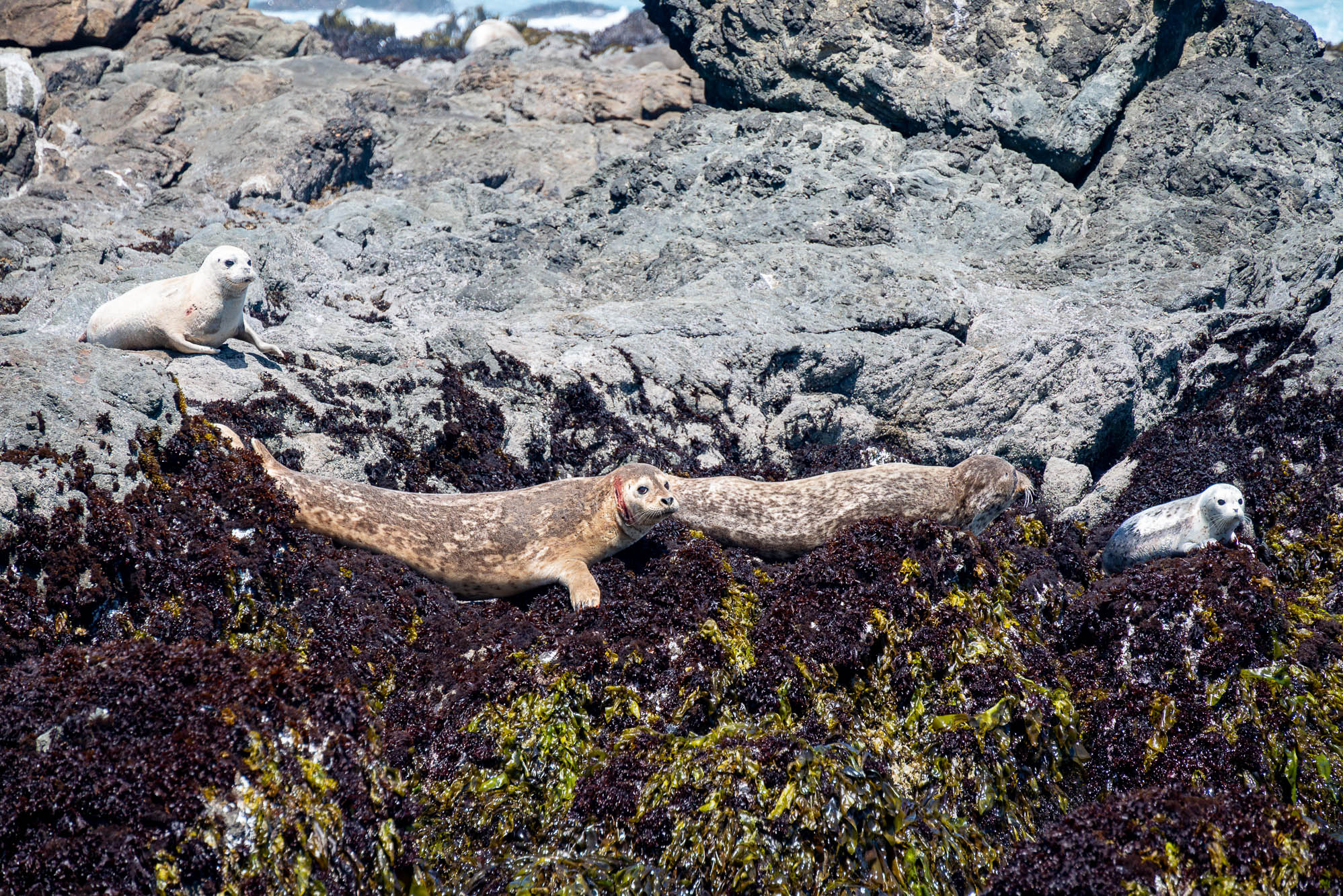 Seemingly sad seals-0622-IMG_00001.jpg