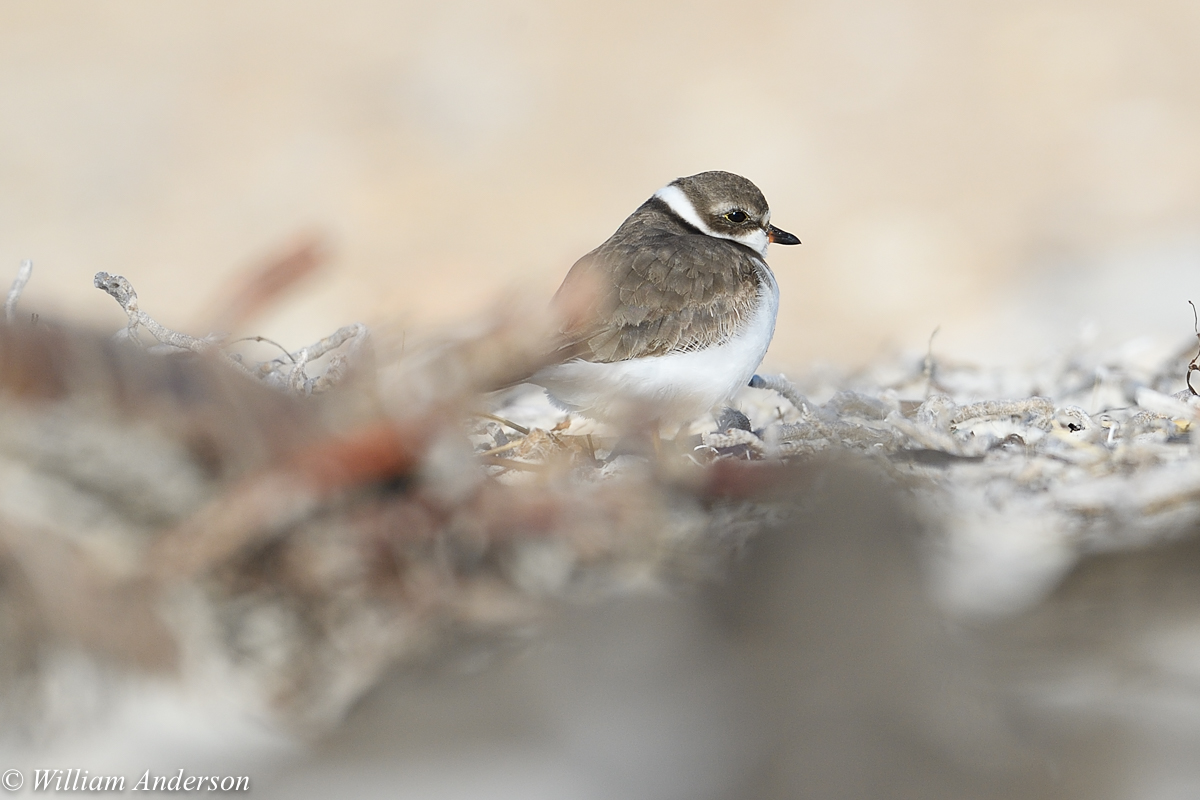 Semipalmated Plover 1.jpg