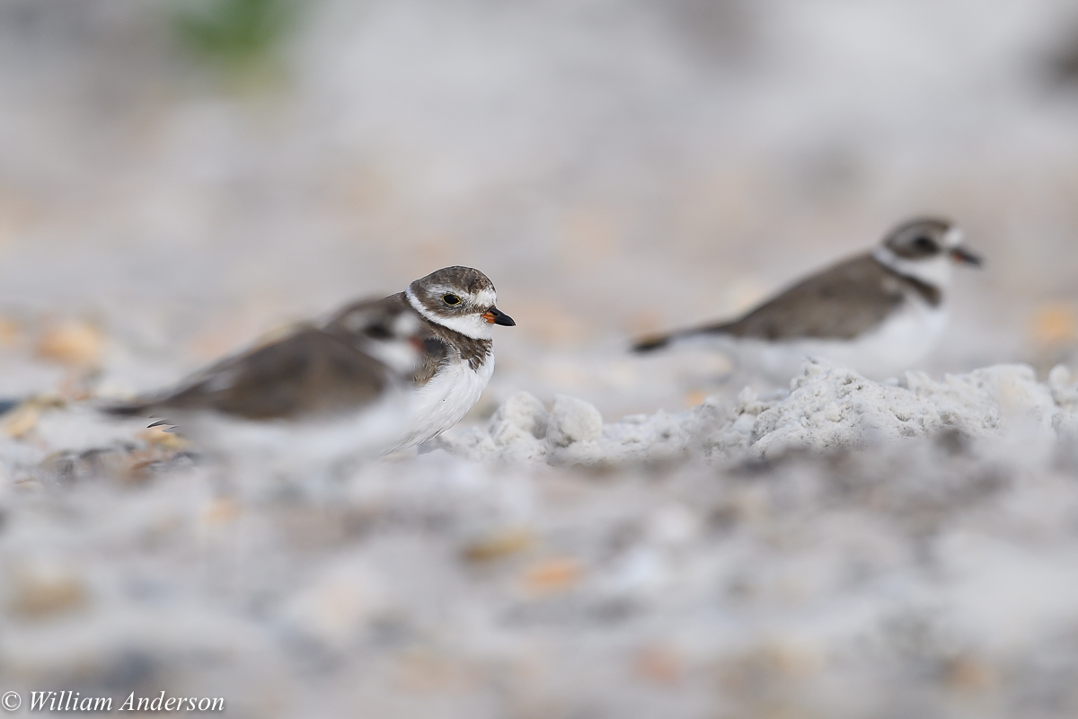 Semipalmated Plover 2.jpg