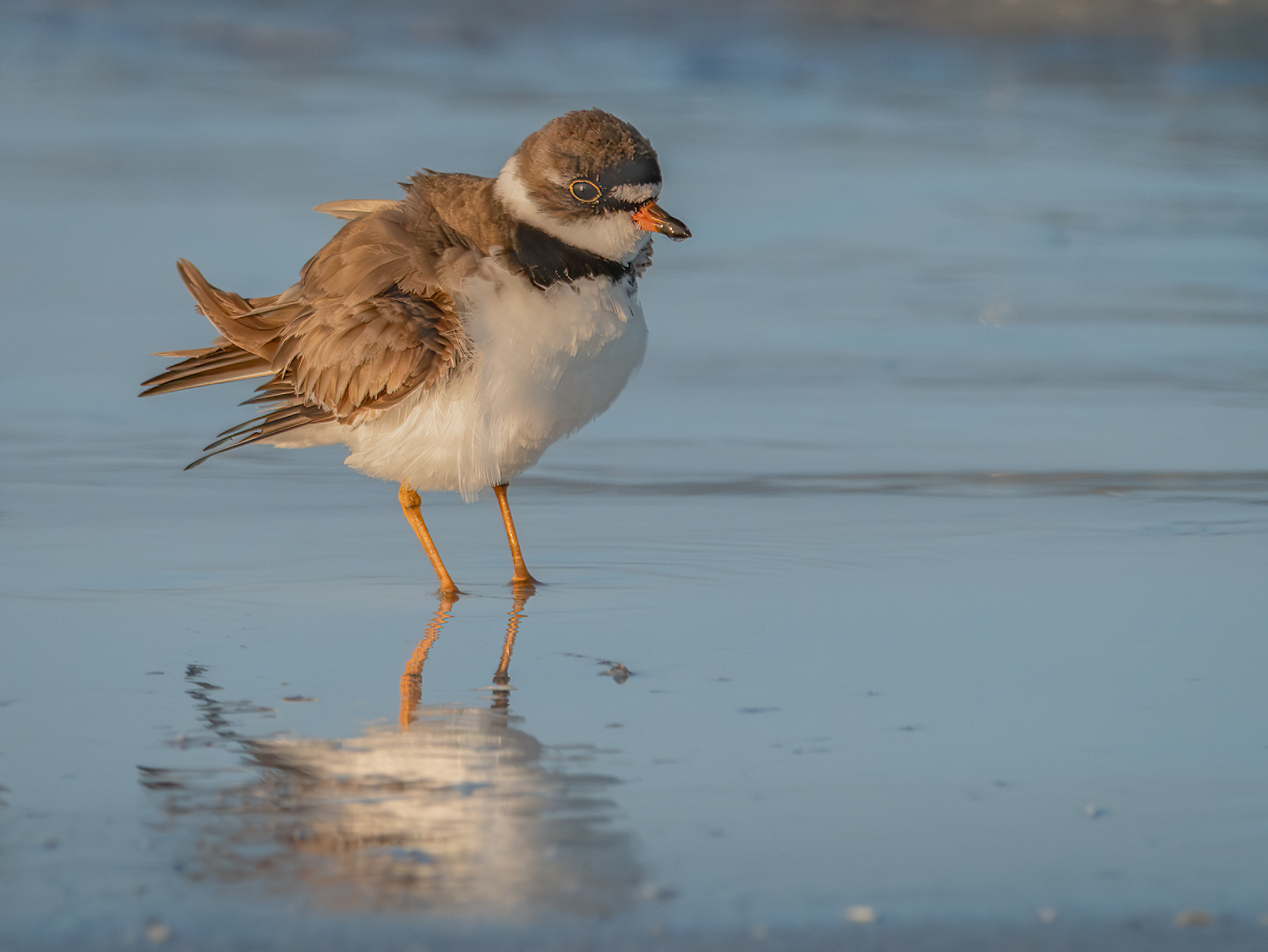 Semipalmated Plover another 2.jpg