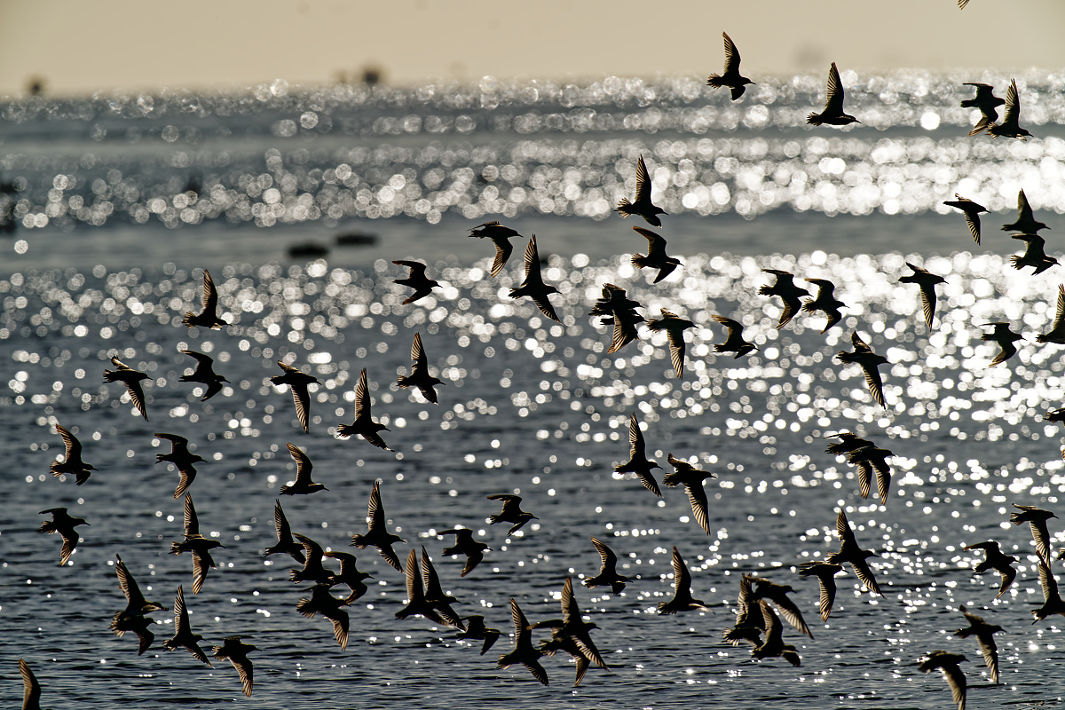 Sharp-tailed Sandpiper flock IF (5) 2048.jpg