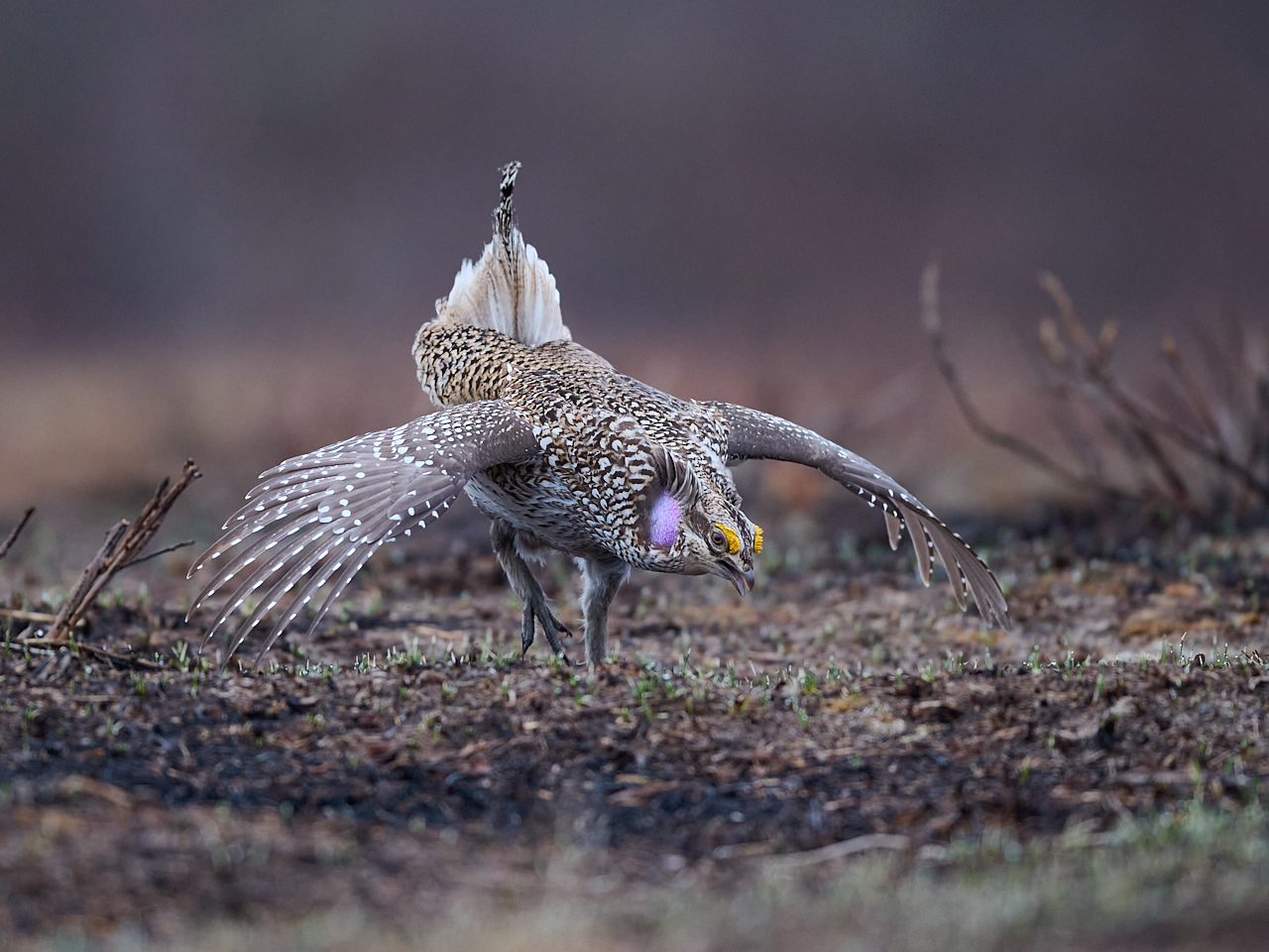 Sharptail _NZ9_3964.jpg