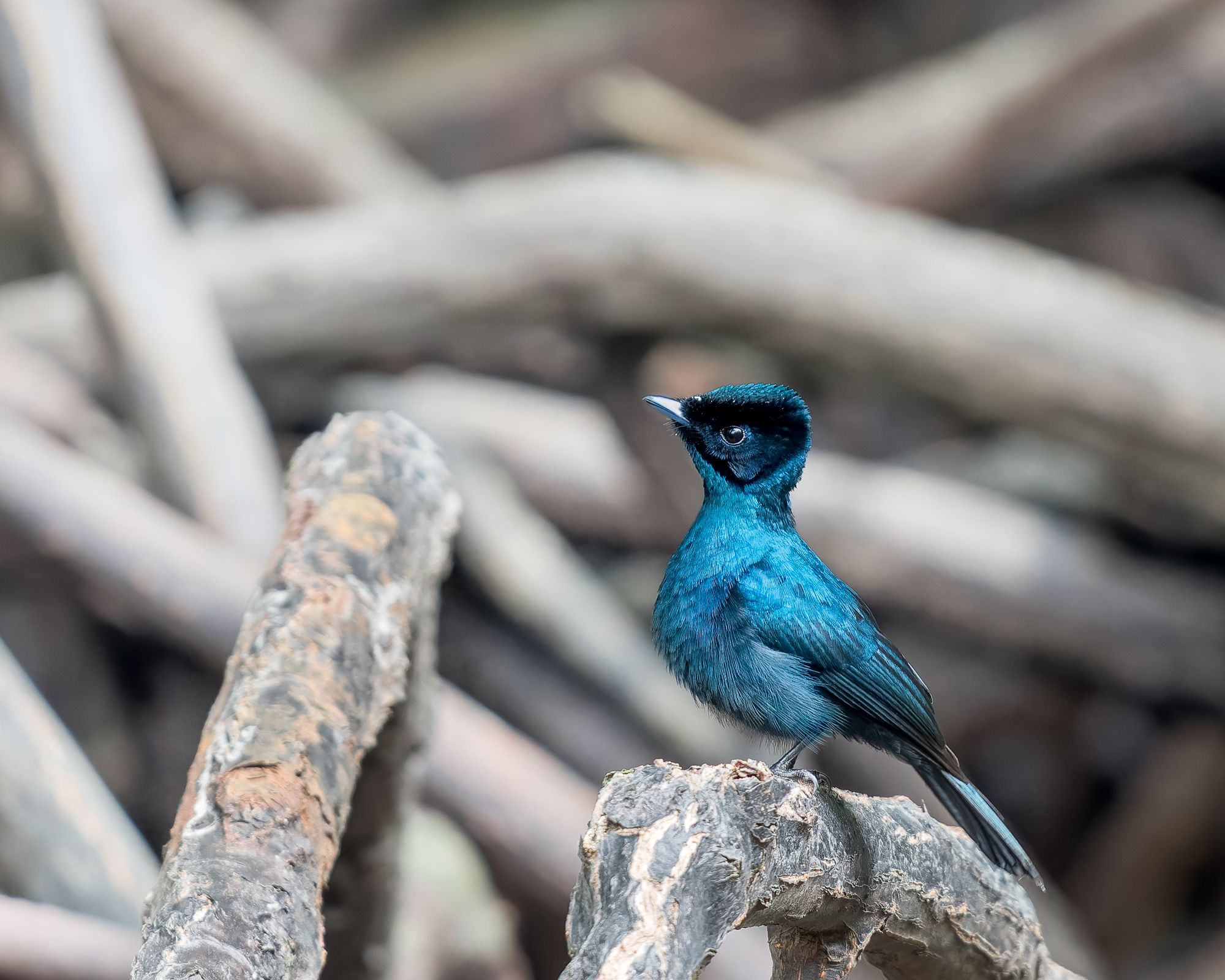 Shining Flycatcher 1849.jpg