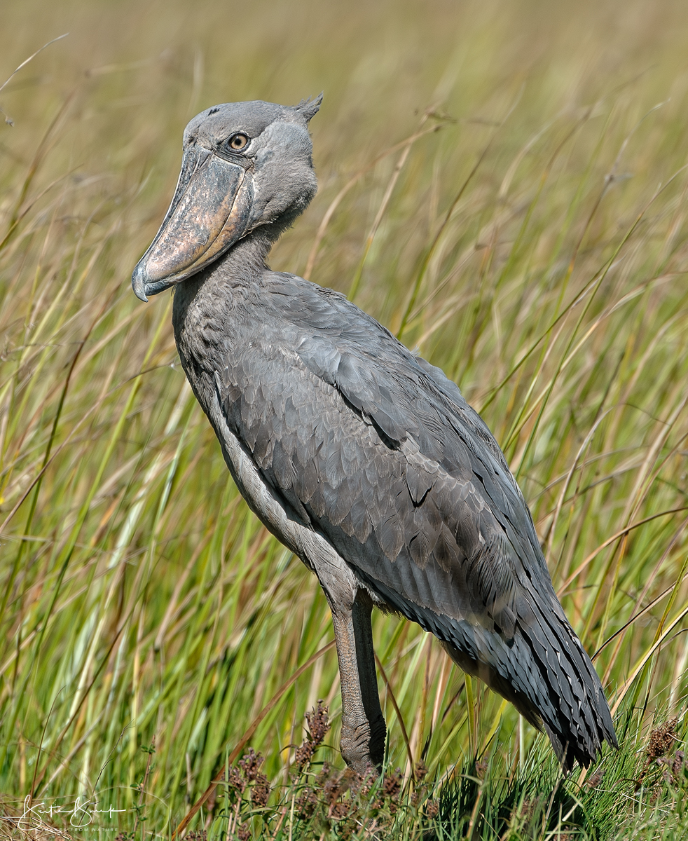 Shoebill Island-008.jpg